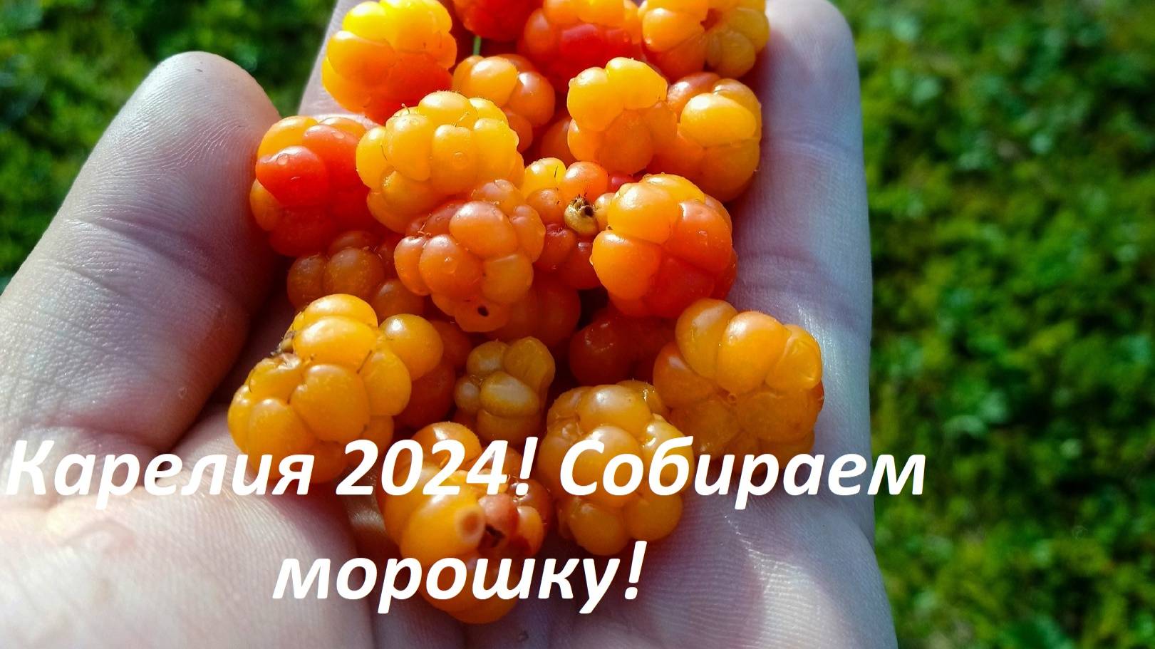 Карелия 2024! Идем за морошкой! Северная ягода! Июльская природа. На болотах Карелии!
