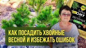 Как посадить хвойные весной и избежать ошибок