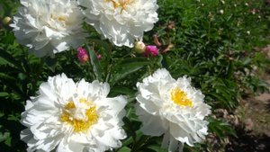 пион Фестива Паудер Пуфф ( Festiva Powder Puff)   Klehm, 1986,