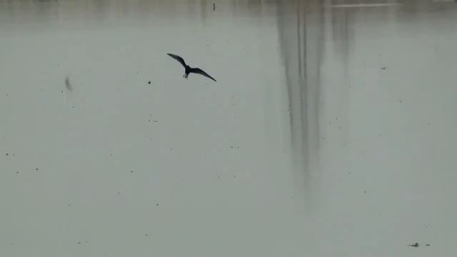 White-winged Black Tern Chlidonias leucopterus