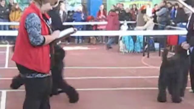 FCI CACIB "Кубок Харькова 2014". Сравнение на ЛПП Ферзь,Матадор, Жанна Д*арк смотреть онлайн