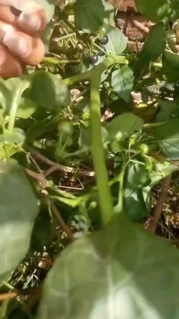 Solanum Indicum смотреть онлайн