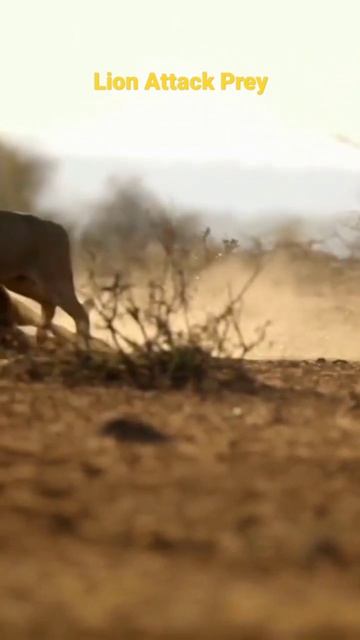 Lion Attack Prey #shorts #shortsvideo смотреть онлайн