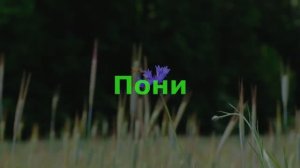 Пони