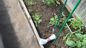 Ухаживаю за томатами и другими растениями в огороде часть (17)