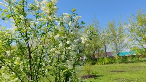 Черемуха в деревне, деревенская прогулка и уют, деревенская жизнь