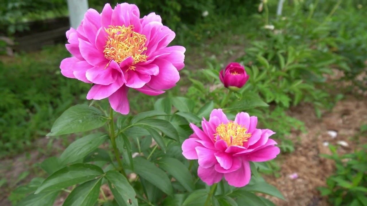 Brangane- Бренгене - Miely' 2009г смотреть онлайн