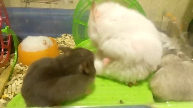 Мамочка хомячиха мило моется | Хомячуля: Secret Life Hamster - Pets
