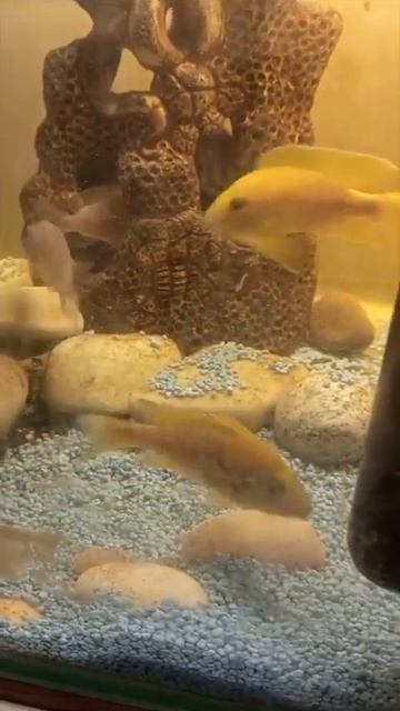 Аулонакара Бенша Малери. #aquariumshow #aquarium #aqua смотреть онлайн