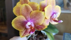 Орхидея фаленопсис ароматный Sogo Lawrence.