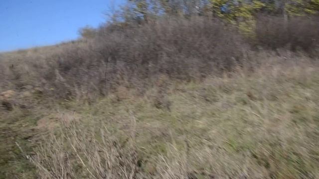 дикие котята в терновнике