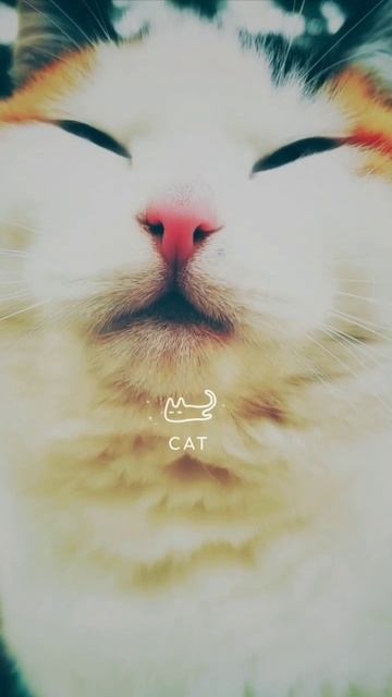 Как фотографировать кота? Рука фотографа подскажет