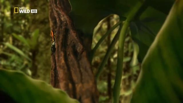 Удивительная природа.  Амазония 2