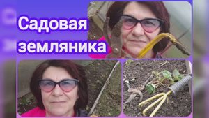 Садовая земляника/клубника, виктория/. Обзор цветника.