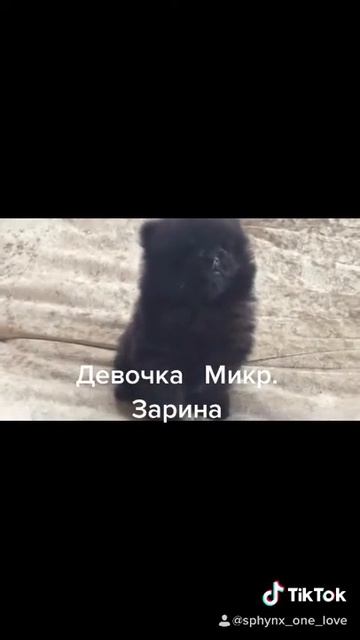 Девочка шпиц микро смотреть онлайн