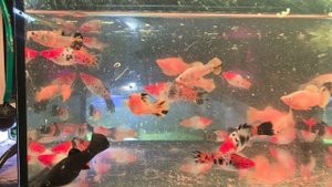 Аквариумные живородки меченосцы молинезия