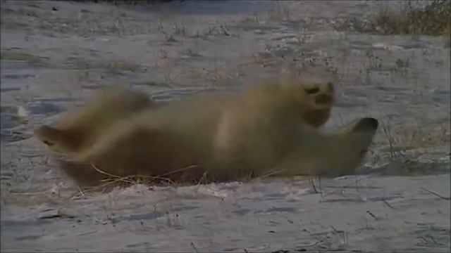 Забавные мишки смотреть онлайн