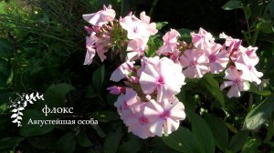 Флокс АВГУСТЕЙШАЯ ОСОБА | обзор, описание, цветение, отзыв.