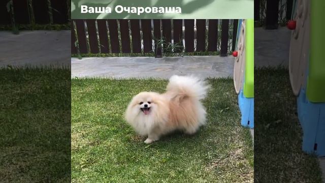 От ЛуЛу Лукасдшп