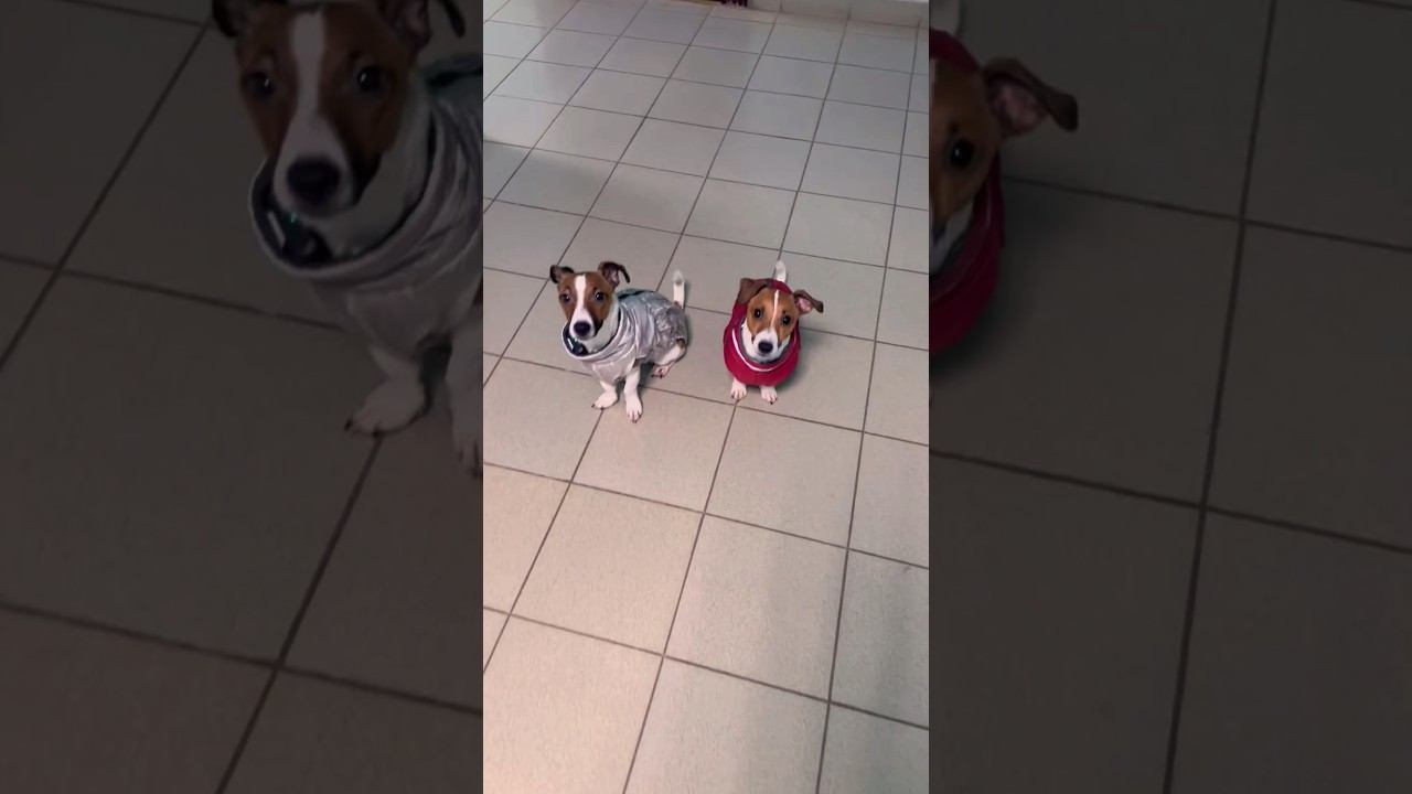 Джек Рассел терьер Честер и его псын Каспер «Модники» #jrt #собаки #животные #dog