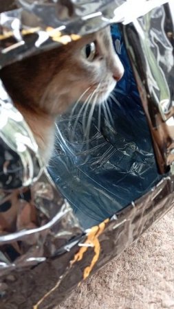 Сильве🐱понравилась большая кормушка для птиц, которую я подготавливаю к зиме