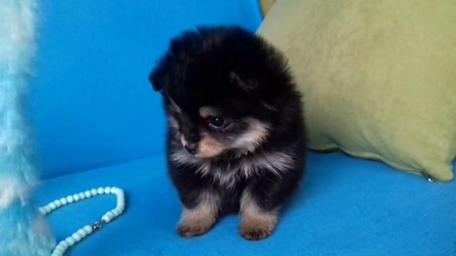 шпице-детки 1.5 мес.продажа смотреть онлайн