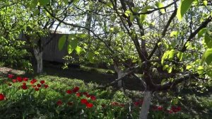 Привезли бройлеров🐤 Высадила цветы🌺🌼🌺 Жуки уже на месте!!! Жизнь в своем доме на Кубани🏠