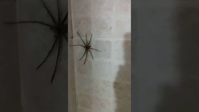 spider in the bathroom смотреть онлайн