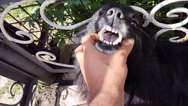 СЕВЕР - НАДОЕЛИ ТАБЛЕТКИ!!! смотреть онлайн