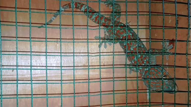 Video tokek ukuran 45 cm terbaru 2022 смотреть онлайн