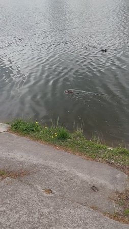Морская крыса на набережной Донецка