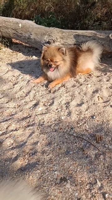 #шпиц. доброе утро, отличного дня🥰🤗 смотреть онлайн