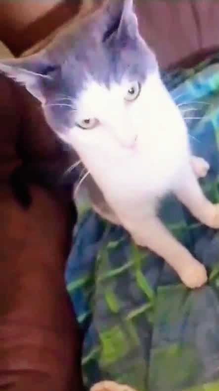 Братец Иванушка!🤩😻 Смешные животные.