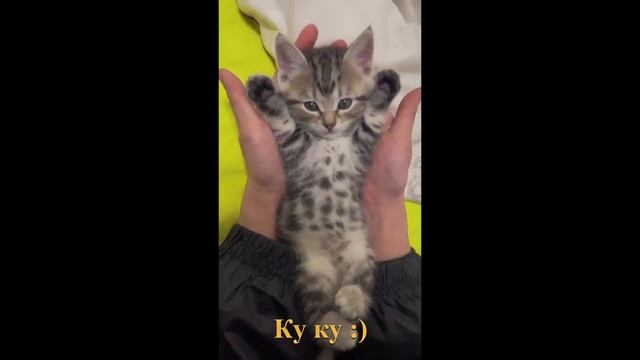 Подборка, котики занимаются своими делами смотреть онлайн