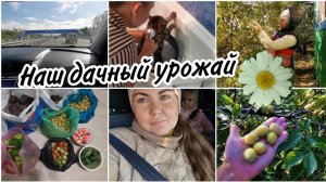 ✅Съездили на дачу. Сливовый год Привезли нашу ДжессиВодные процедуры