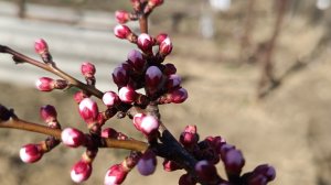 Битва поколений. Неделя жизни в деревне. Саяногорск Хакасия
