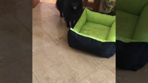 Милый пёсик чёрный мини шпиц накосячил. Приколы с животными. Ржака.