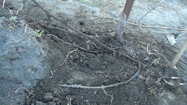 Відкриваю виноград Кодрянка.
