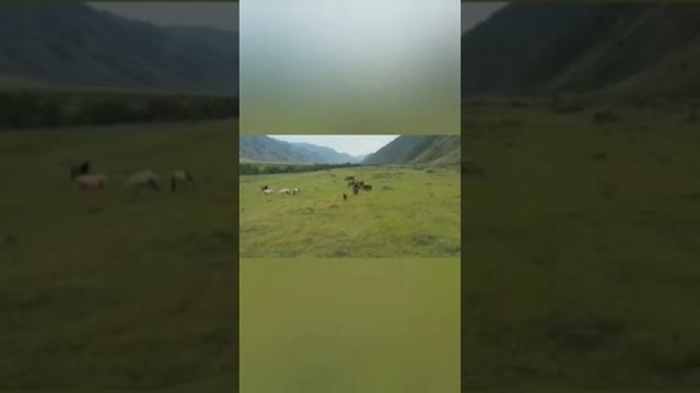 Чичовите Конье.