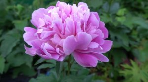 Пион Серебро -Потапов Ю. 1987г