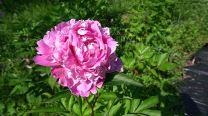 Прекрасный пион "Вальс"