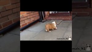 Ни дать ни взятьЗабавные и Смешные Животные ССЫЛКА В ОПИСАНИИ!
