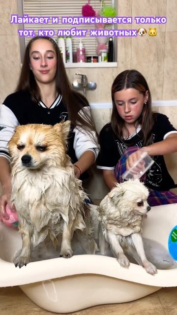 Только честно shortsyoutube злататонкель shortvideo юмор шпиц померанскийшпиц а4 ледидиан