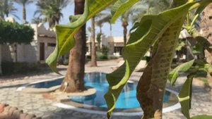 Египет 2021 Шарм-эль-шейх отель JAZ FAYROUZ RESORT