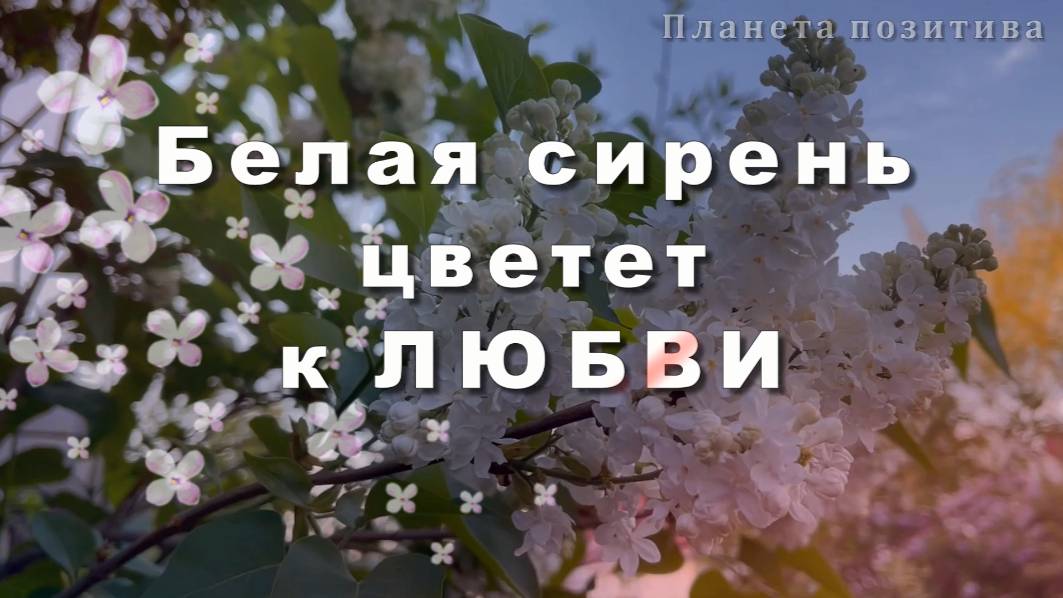 Белая сирень цветет к любви, песни о любви
