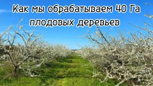 Как мы обрабатываем 40 гектар плодовых деревьев