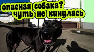 фаина питбуль, без поводка. ЧУЖИЕ ЛЮДИ, РЕАКЦИЯ СОБАКИ.
