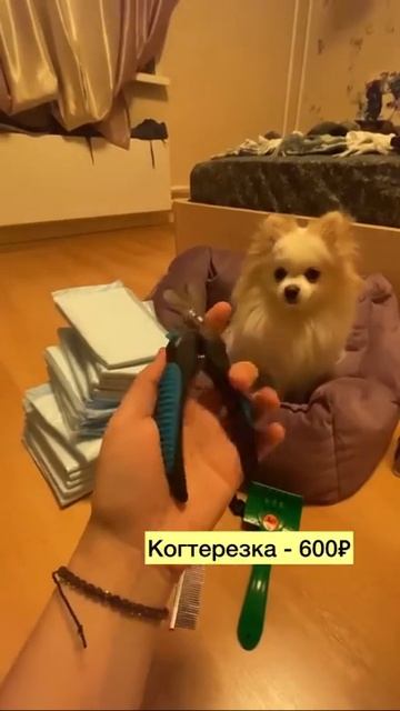 что нужно знать перед тем как завести шпица|вся информация смотреть онлайн