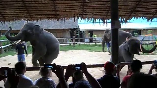 Шоу слонов. Таиланд.2013 смотреть онлайн