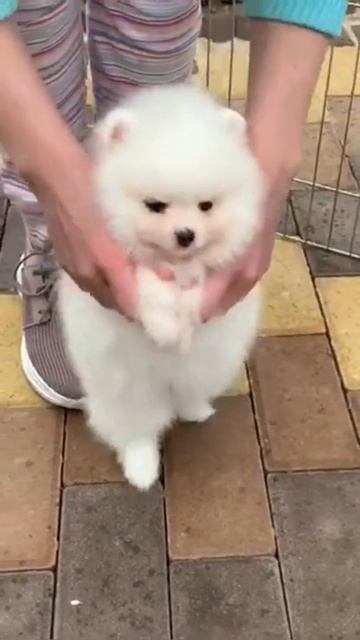 Питомник шпицев в Киеве